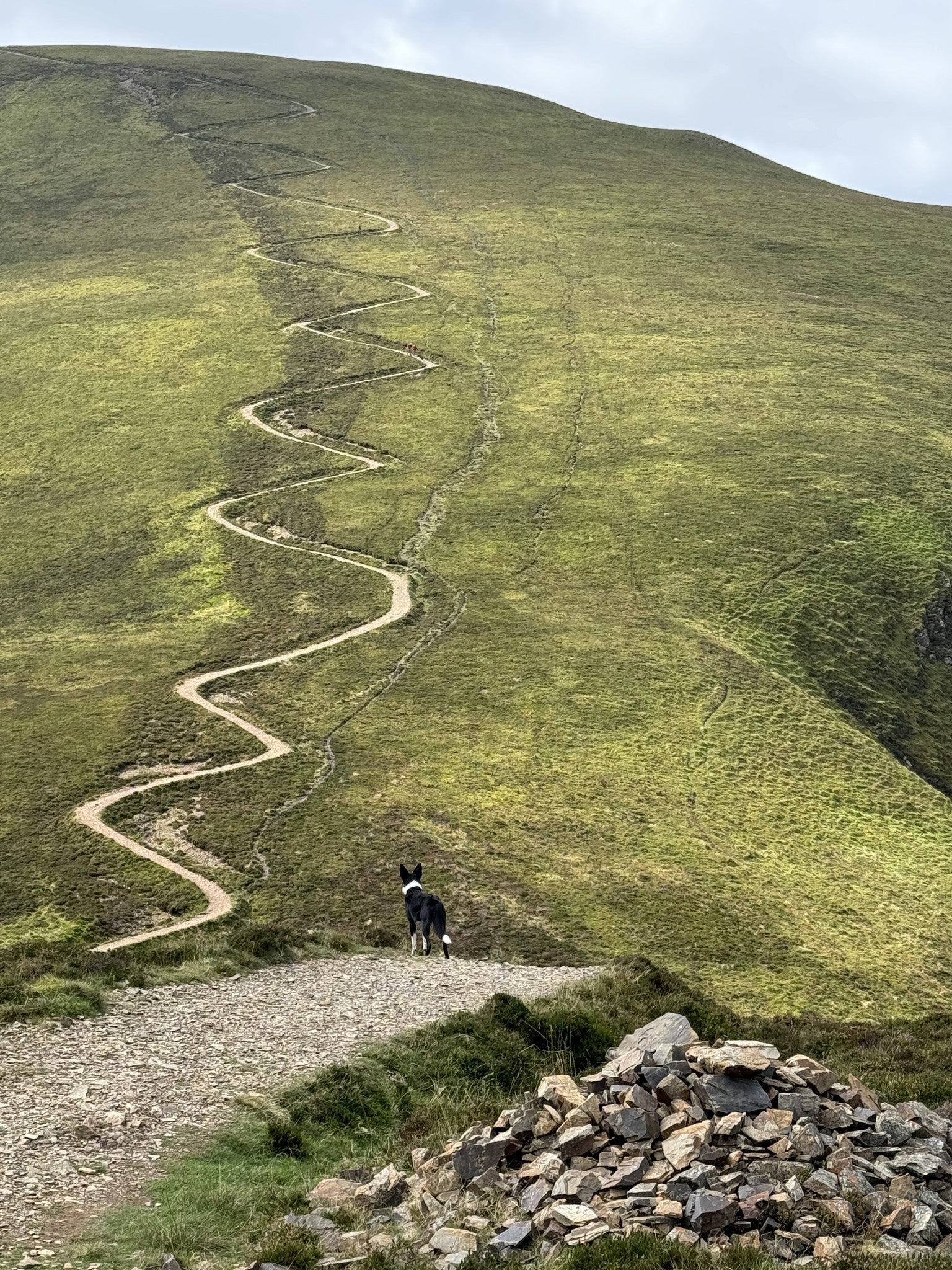 A collie on the zigzag path up Sail, on the Buttermere loop