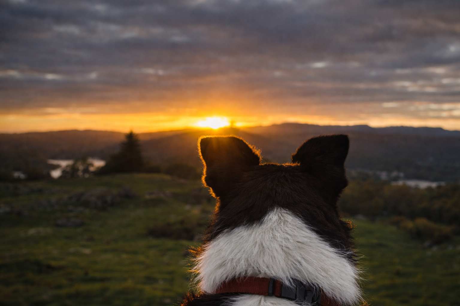 Border collie looking out over the Lake District at sunset