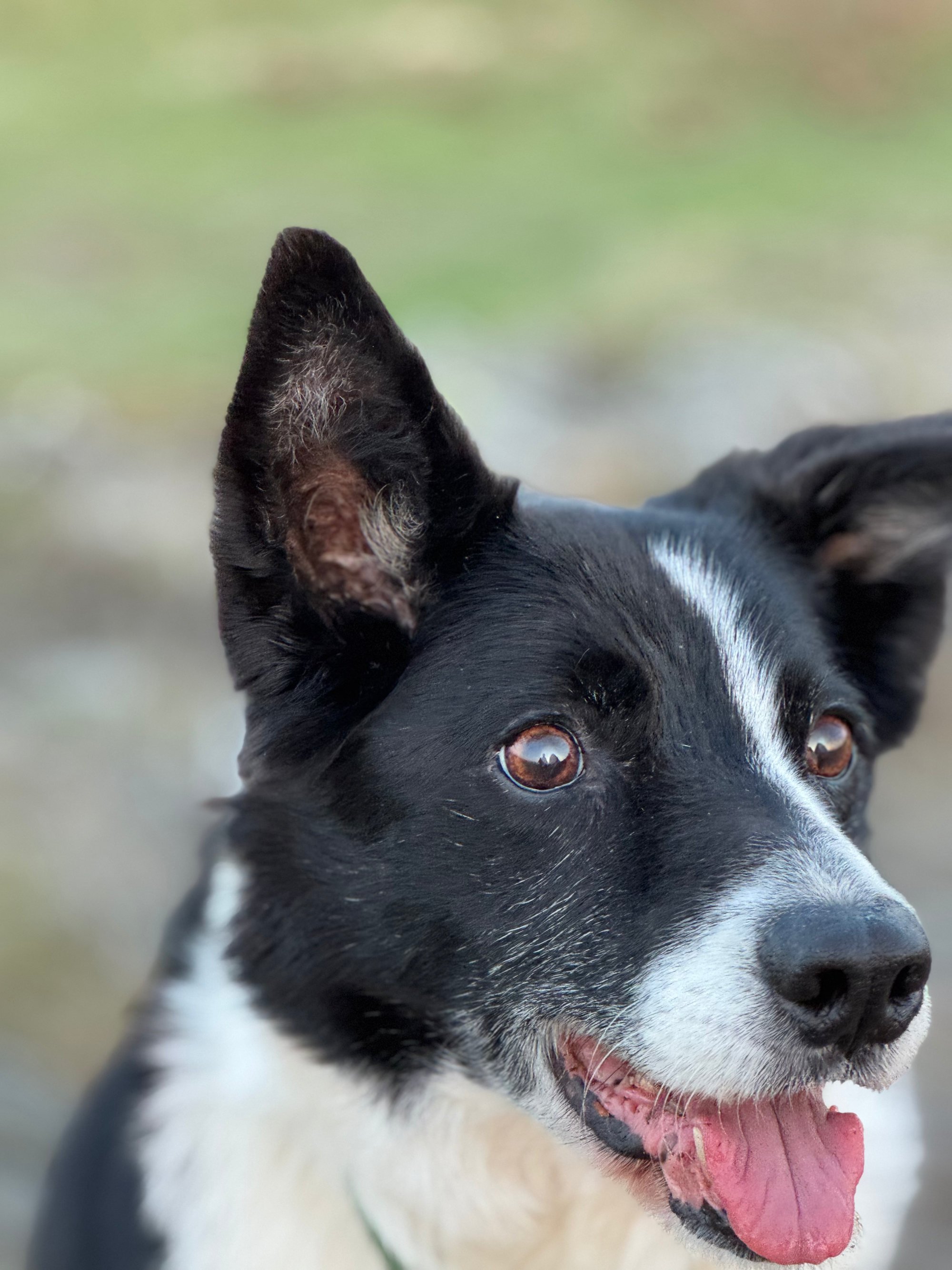 Fred the border collie, close-up portrait